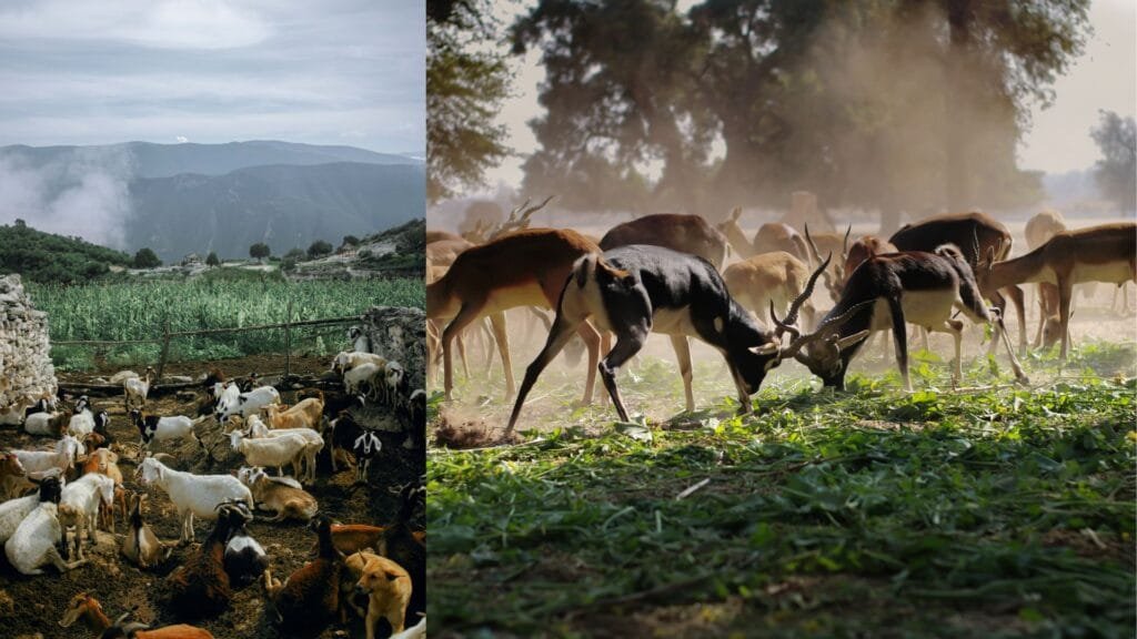 Prevention of Biodiversity Loss