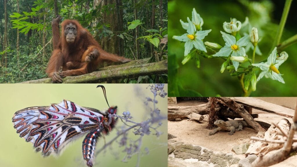 Strategies of Biodiversity Conservation