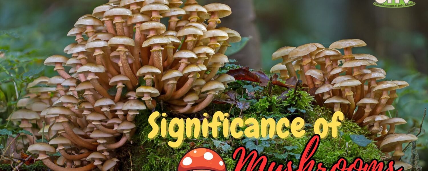 Significance of Mushrooms