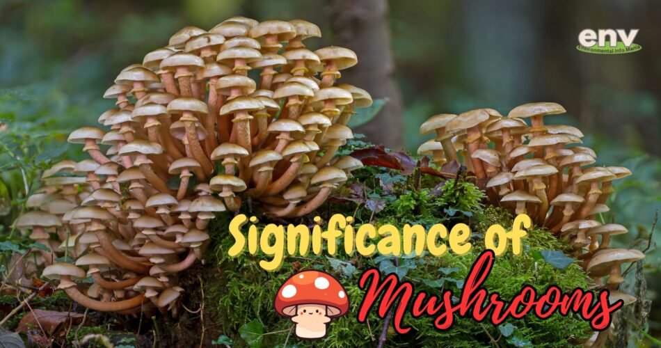 Significance of Mushrooms