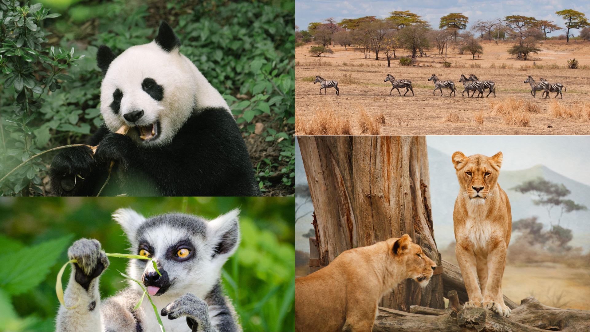 Wild Animals Risk Threats to Wildlife - envinfomania.com