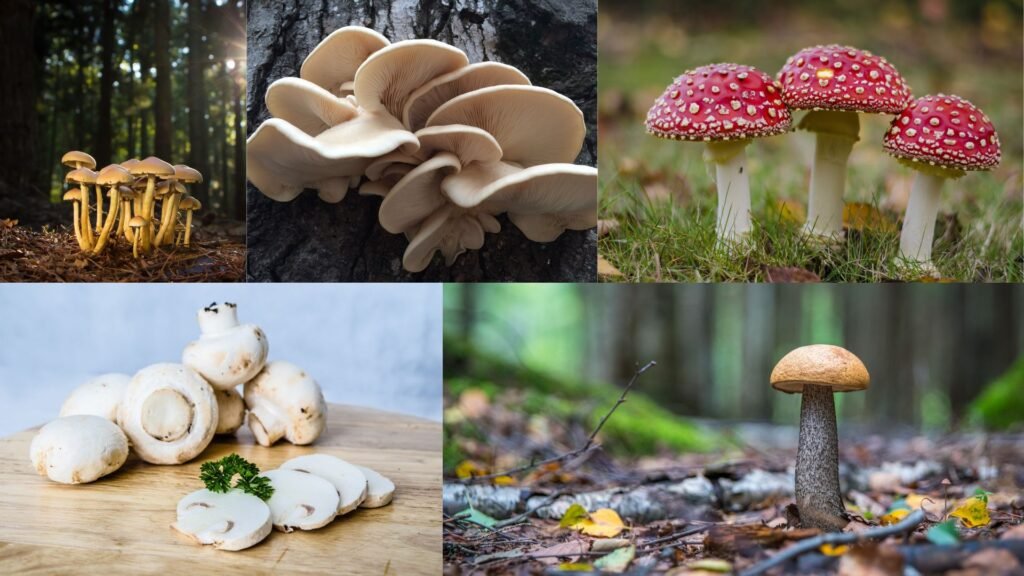 Environmental Significance of Mushrooms