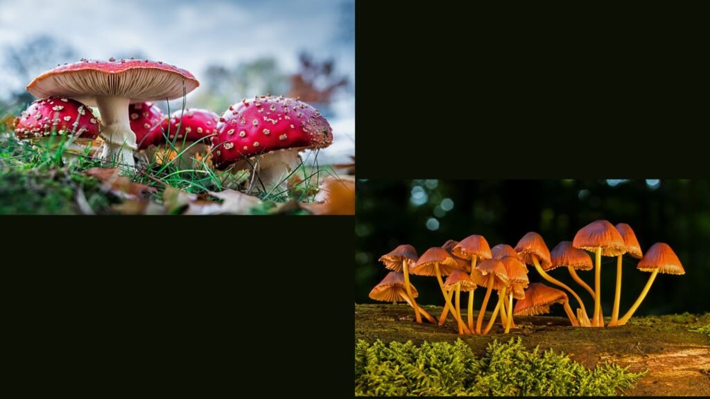 Types of Mushrooms 