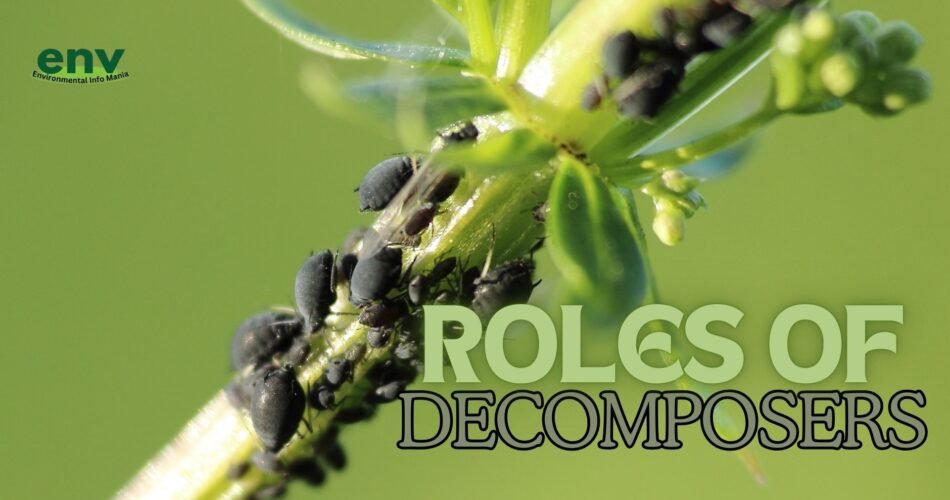 Roles of Decomposers