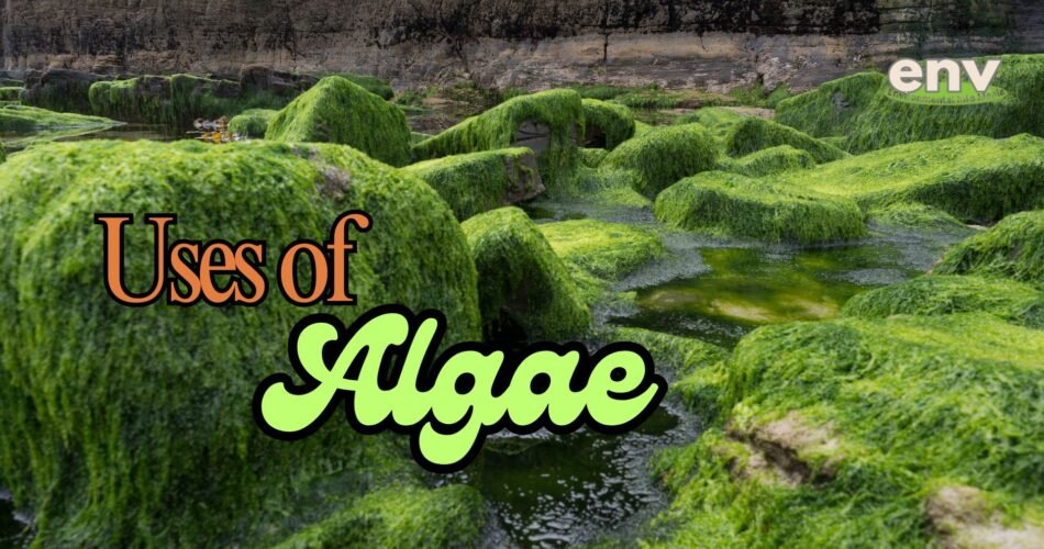 Uses of Algae