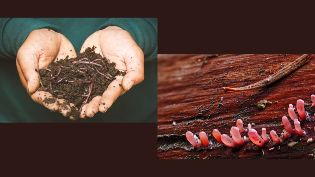 Types of Decomposers