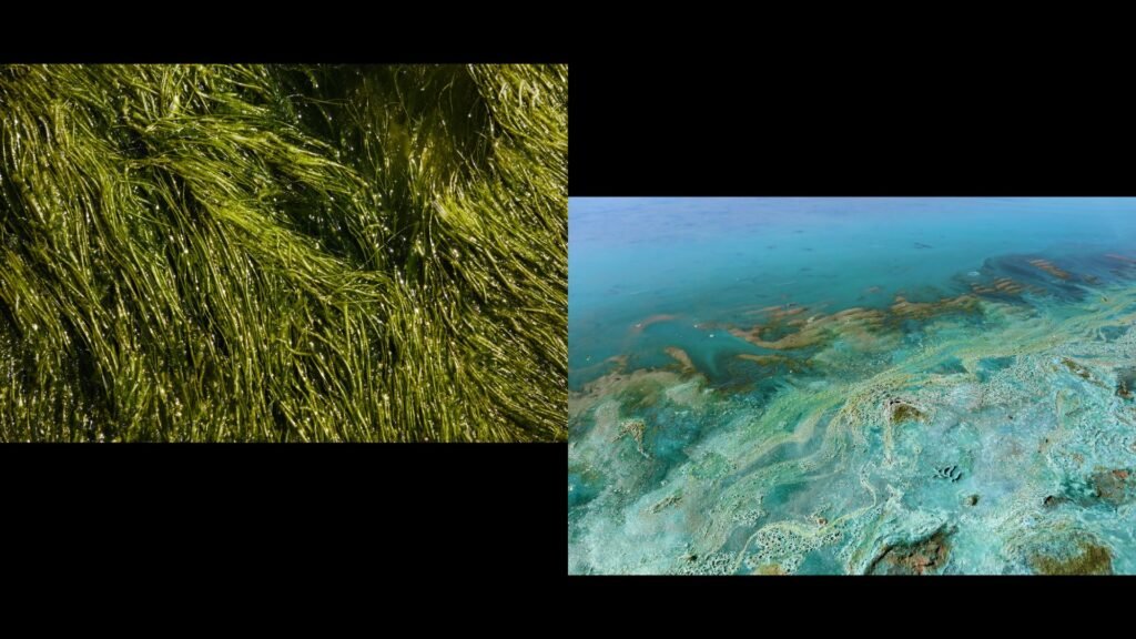 Types of Algae