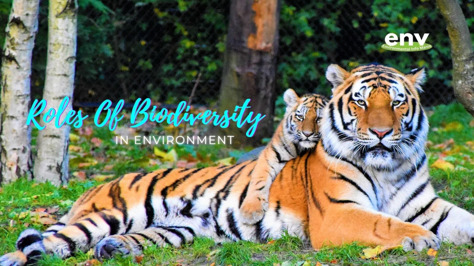 Roles of Biodiversity in Environment