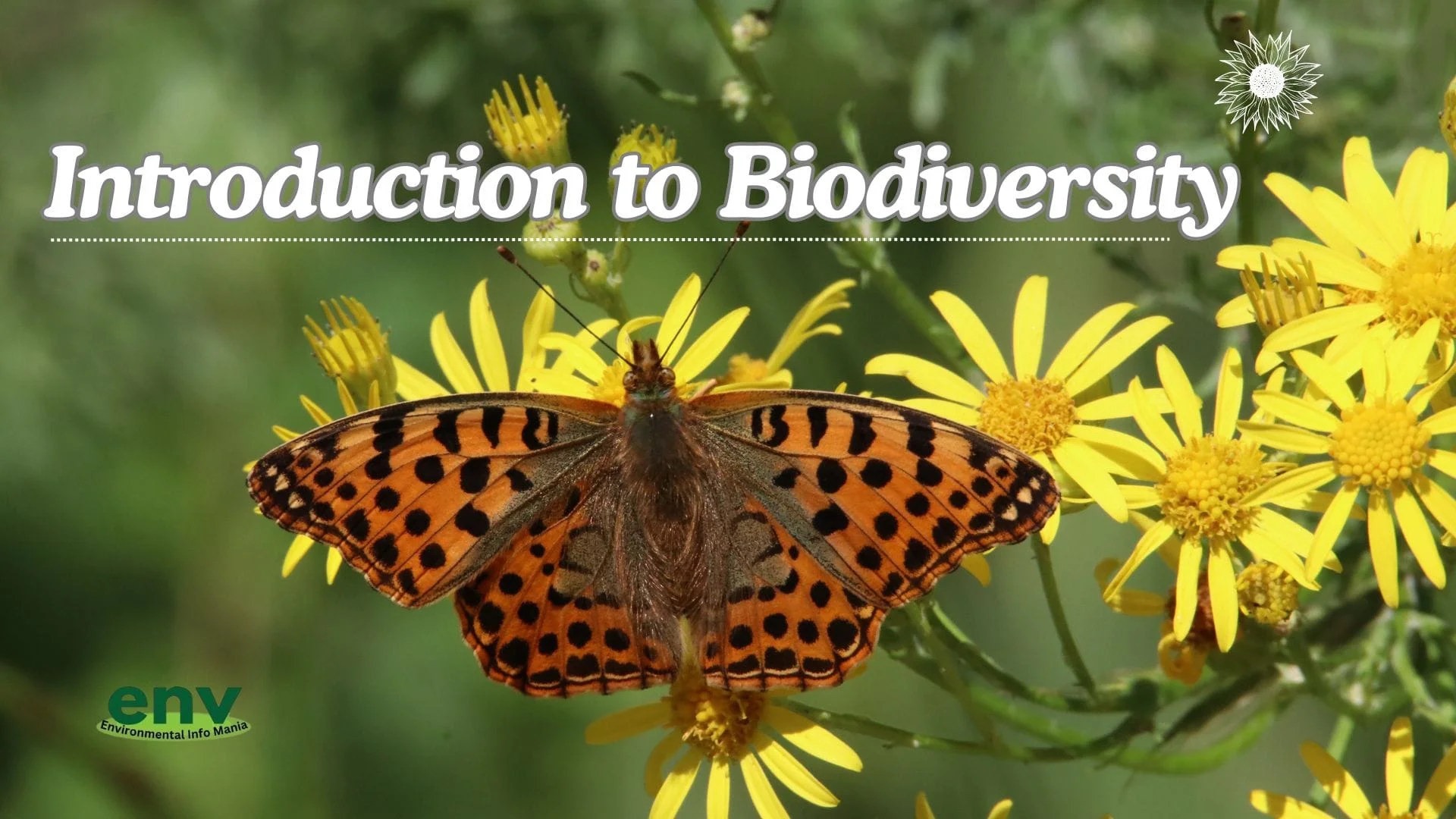Types of Biodiversity