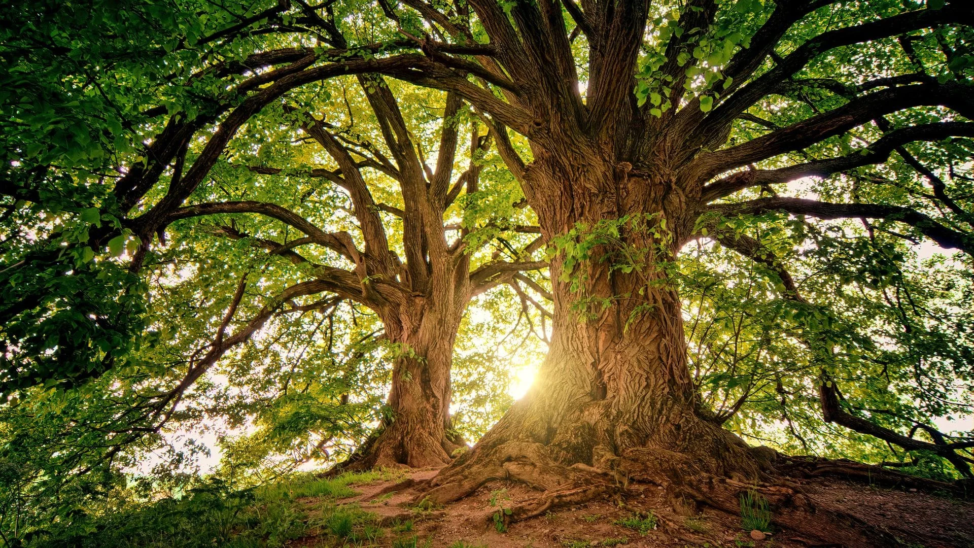 Categories Environmental Information Mania 