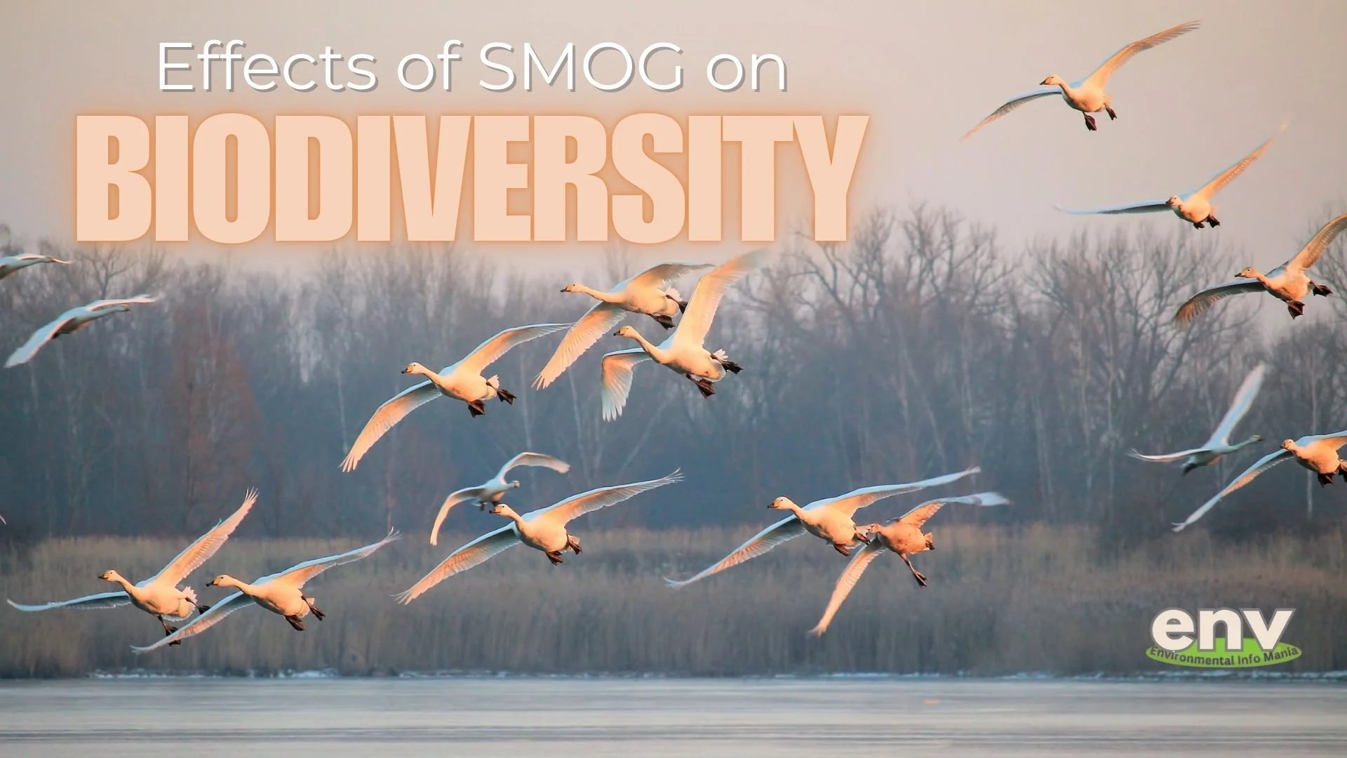 Effects of Smog