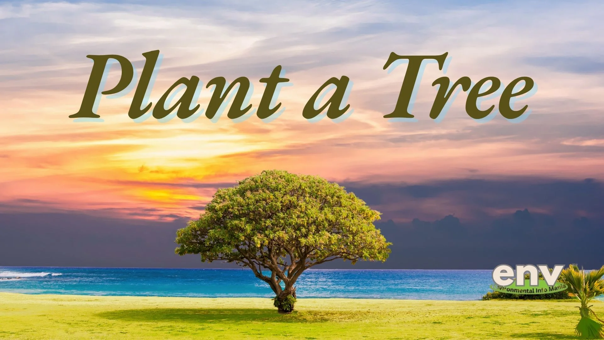 Plant A Tree