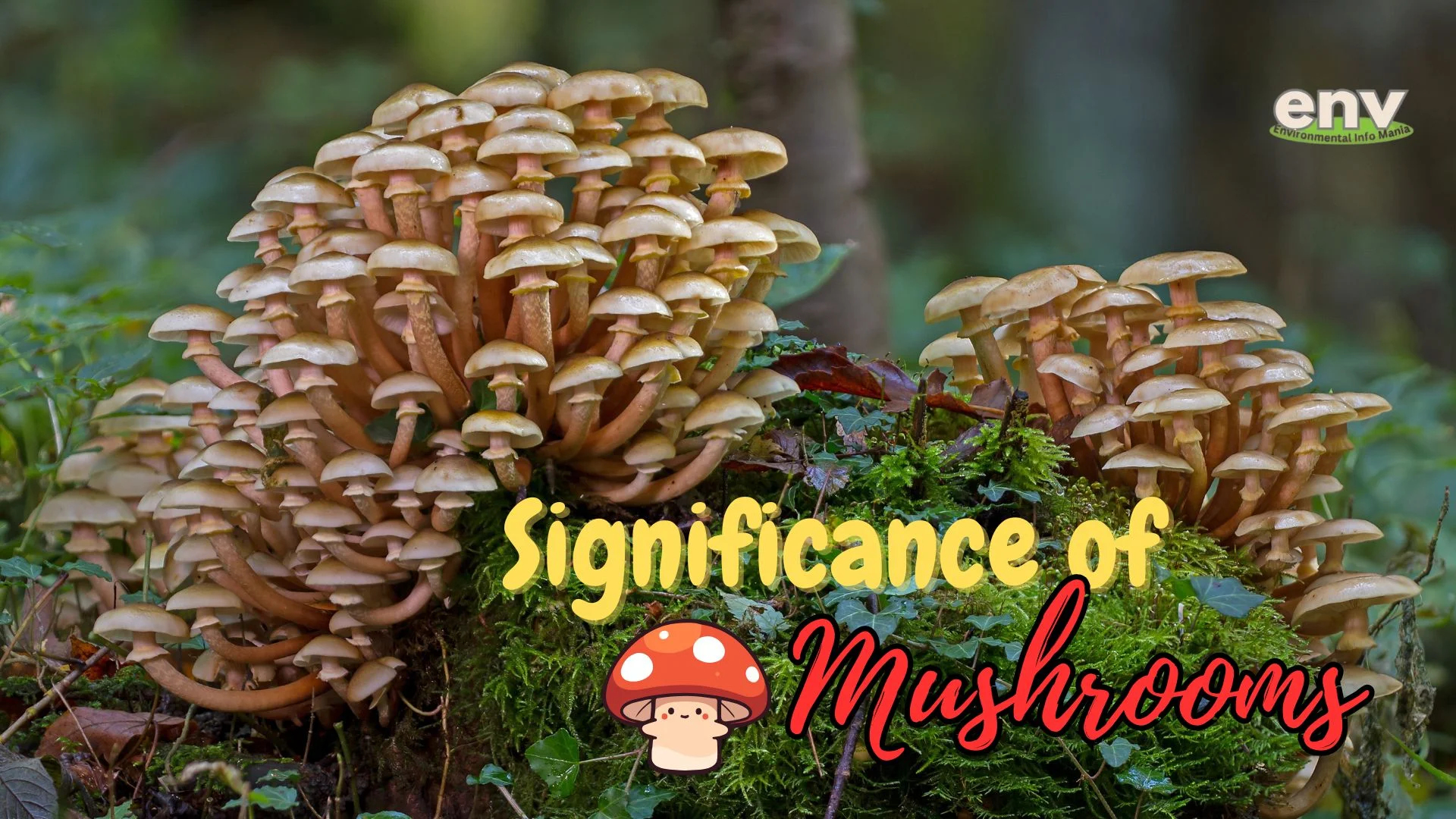 Significance of Mushrooms