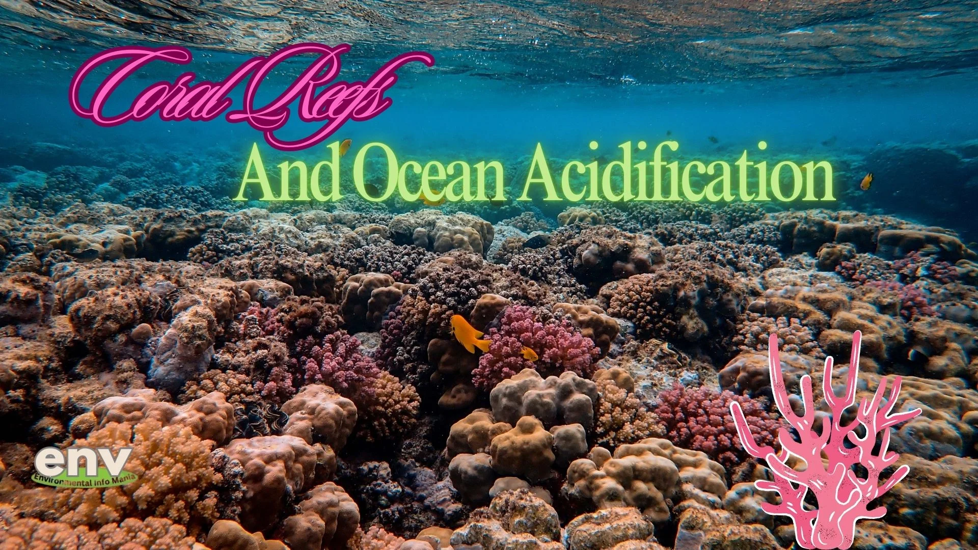 Coral Reefs and Ocean Acidification