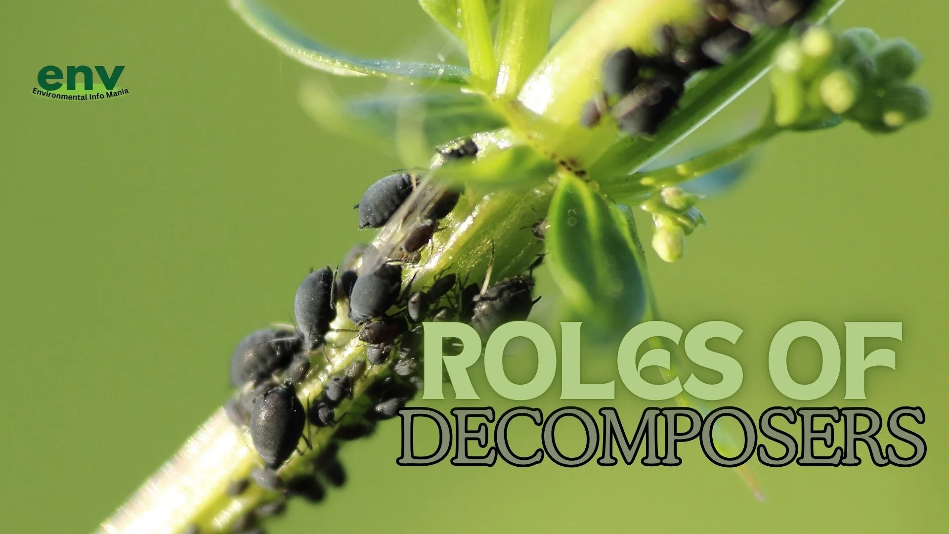 Roles of Decomposers