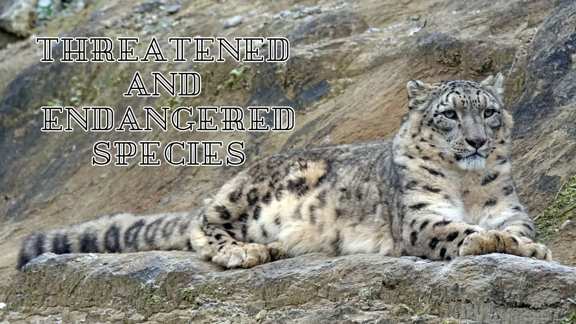 Threatened and Endangered Species