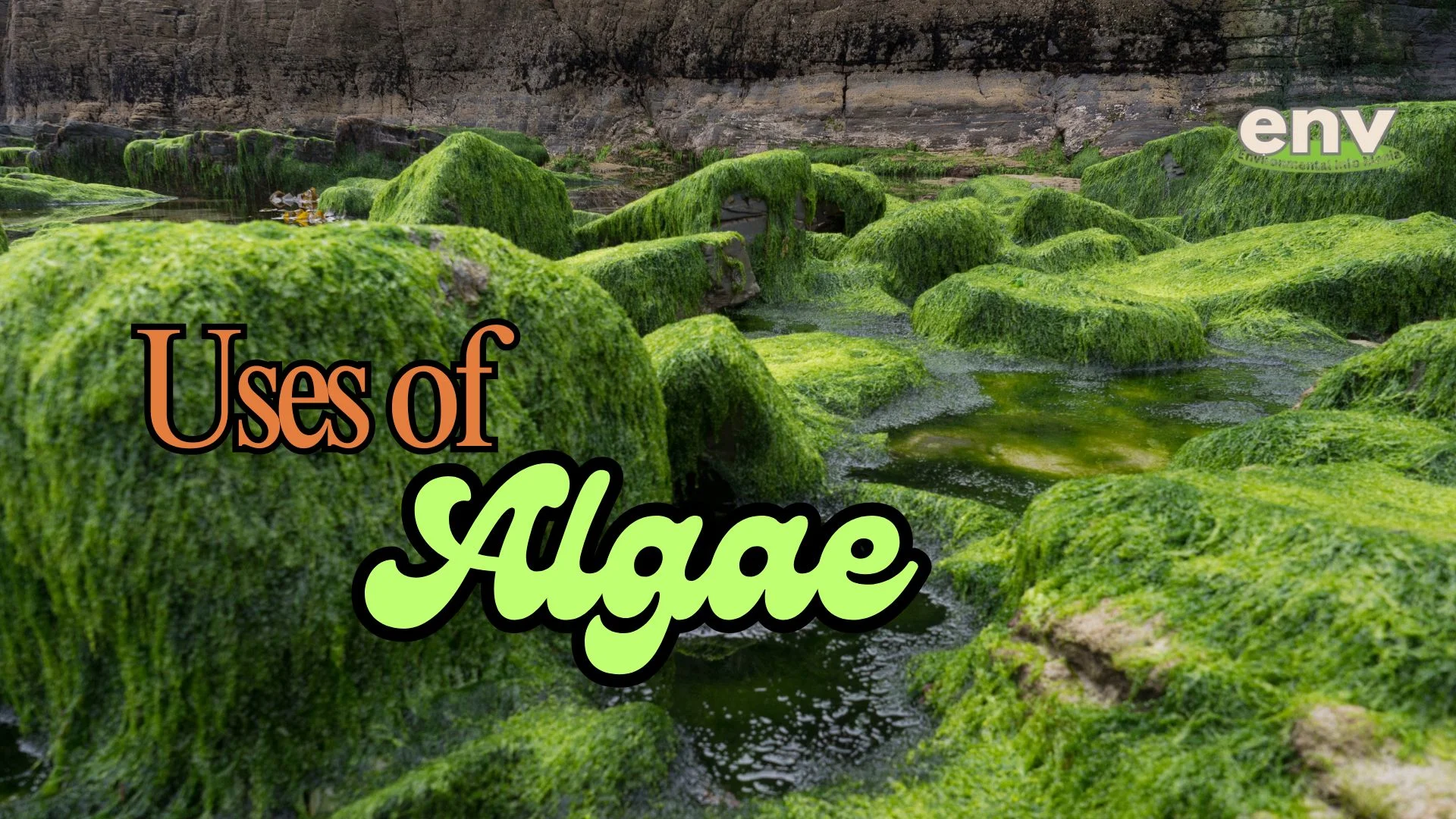 Uses of Algae